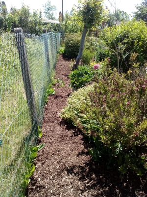 Winter Frühjahr 2024, Gartenarbeiten: Befreien sie ihren Garten von Unkraut mit Rindenmulch Bild 2