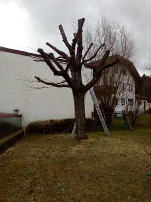 Winter Frühjahr 2024: Baumfällungen sowie Baumeinkürzungen im Großraum Heidelberg Bild 7