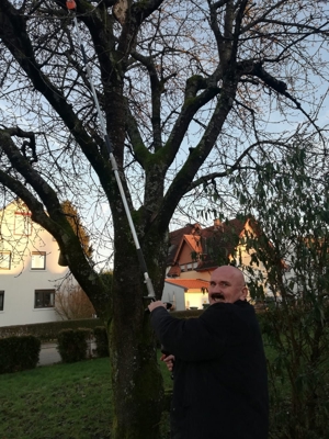 Winter Frühjahr 2024: Baumfällungen sowie Baumeinkürzungen im Großraum Heidelberg Bild 9