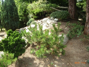 2025, 2026: Coronazeiten und Gartenarbeiten Bild 11
