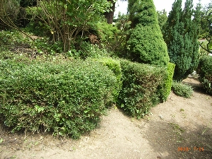 2025, 2026: Coronazeiten und Gartenarbeiten Bild 8