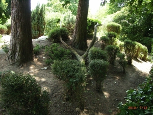 2025, 2026: Coronazeiten und Gartenarbeiten Bild 7