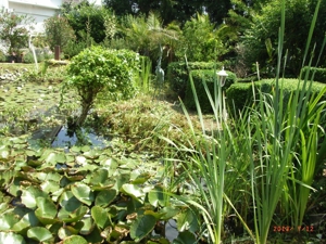 2025, 2026: Coronazeiten und Gartenarbeiten Bild 5
