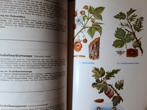 Unsere Gartenschädlinge 5. Auflage von 1961 Bild 9
