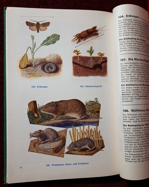 Unsere Gartenschädlinge 5. Auflage von 1961 Bild 8