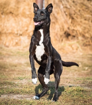 lieber, kastrierter Jackson in Rumänien lebt er ohne Hundehütte im freien, er kennt nichts