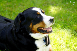 Deckrüde Großer Schweizer Sennenhund Bild 7