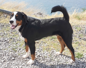 Deckrüde Großer Schweizer Sennenhund Bild 2