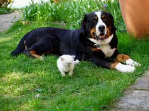 Deckrüde Großer Schweizer Sennenhund Bild 5
