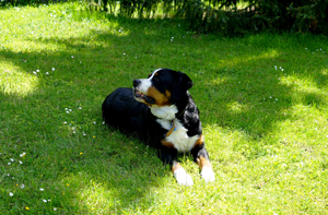 Deckrüde Großer Schweizer Sennenhund Bild 6