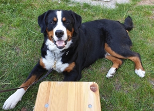 Deckrüde Großer Schweizer Sennenhund Bild 4