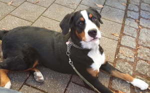 Deckrüde Großer Schweizer Sennenhund Bild 3