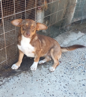 Hanni wartet seit 3 Jahren auf eine Anfrage Bild 3