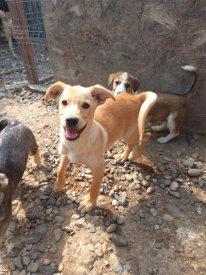 Lennox - ein Zuhause ist im lieber als das Tierheim Bild 3