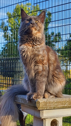 Maine Coon Kitten XXL Bild 9