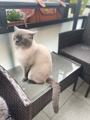 BKH Deckkater  Bild 2