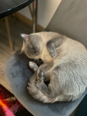 BKH Deckkater  Bild 3