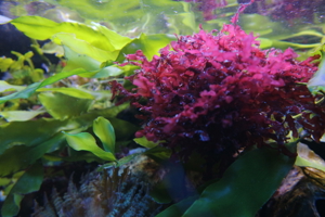 Meerwasser Korallen Anemonen eigene Nachzucht Bild 2