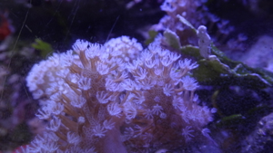 Meerwasser Korallen Anemonen eigene Nachzucht Bild 3