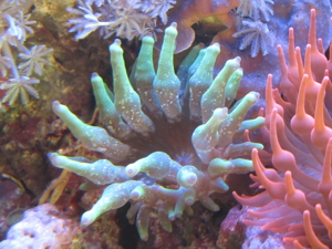 Meerwasser Korallen Anemonen eigene Nachzucht Bild 1