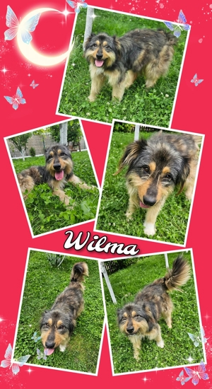 Tolle Wilma sucht Dich! Bild 2