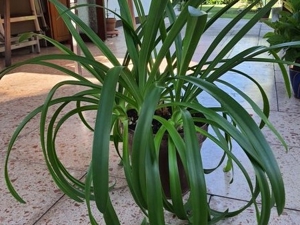 Agapanthus   Schmucklilie   Liebesblume