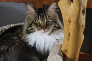 Erfahrener reinrassiger Maine Coon Deckkater Miro freut sich über Katzenbesuch (kein Verkauf) Bild 20