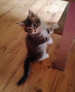 Erfahrener reinrassiger Maine Coon Deckkater Miro freut sich über Katzenbesuch (kein Verkauf) Bild 15