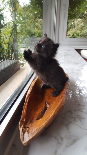 Erfahrener reinrassiger Maine Coon Deckkater Miro freut sich über Katzenbesuch (kein Verkauf) Bild 12