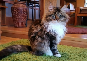 Erfahrener reinrassiger Maine Coon Deckkater Miro freut sich über Katzenbesuch (kein Verkauf) Bild 3