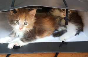 Erfahrener reinrassiger Maine Coon Deckkater Miro freut sich über Katzenbesuch (kein Verkauf) Bild 14