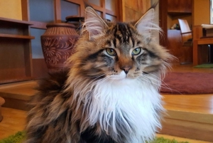 Erfahrener reinrassiger Maine Coon Deckkater Miro freut sich über Katzenbesuch (kein Verkauf) Bild 2