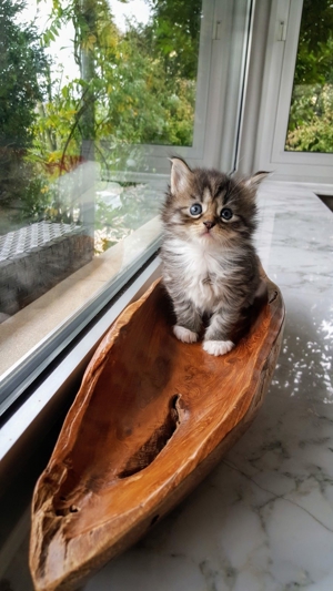 Erfahrener reinrassiger Maine Coon Deckkater Miro freut sich über Katzenbesuch (kein Verkauf) Bild 13