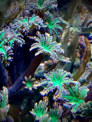 Chalice, blaue Xenia, Goniopora, hypnophora, Korallen Ableger Anfänger und Profis LPS SPS Bild 8