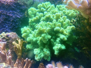 Korallen, auch große Stücke SPS und LPS Bild 17