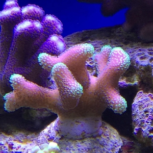 Korallen, auch große Stücke SPS und LPS Bild 6