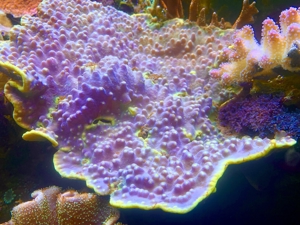 Korallen, auch große Stücke SPS und LPS Bild 15