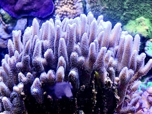 Korallen, auch große Stücke SPS und LPS Bild 16