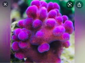 Korallen, auch große Stücke SPS und LPS Bild 11