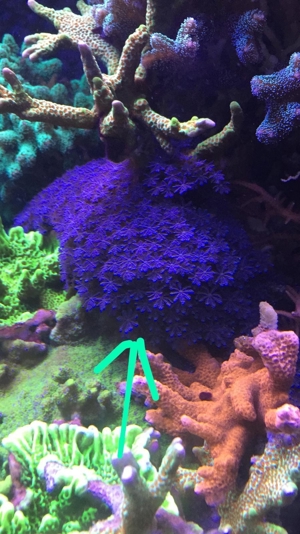 Korallen, auch große Stücke SPS und LPS Bild 10