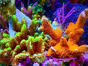 Korallen, auch große Stücke SPS und LPS Bild 3