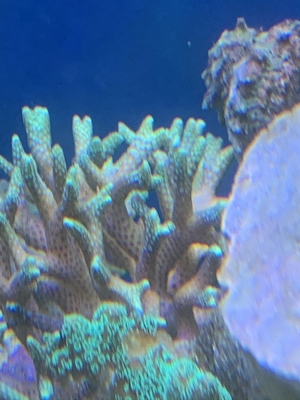 Korallen, auch große Stücke SPS und LPS Bild 13