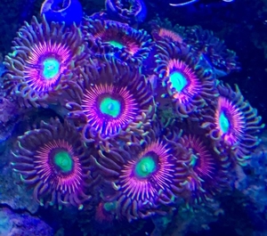 Korallen, auch große Stücke SPS und LPS Bild 14