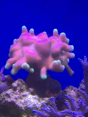 Korallen, auch große Stücke SPS und LPS Bild 12