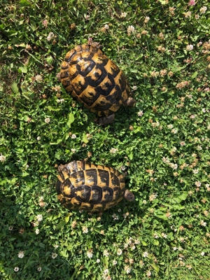 Zuchtpaar maurische Landschildkröte n