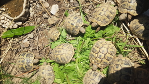 Griechische Landschildkröte Testudo hermani boettgeri NZ 