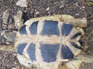 Griechische Landschildkröte Testudo hermani boettgeri weiblich Bild 3