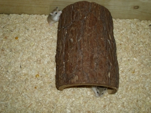 Tunnel aus Holz für Hamster, Höhle für Zwerghamster + Goldhamster Bild 10