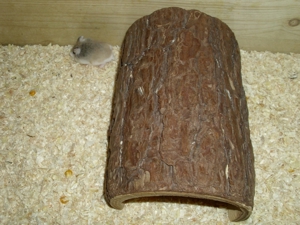 Tunnel aus Holz für Hamster, Höhle für Zwerghamster + Goldhamster Bild 4