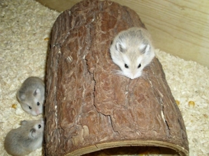 Tunnel aus Holz für Hamster, Höhle für Zwerghamster + Goldhamster Bild 1